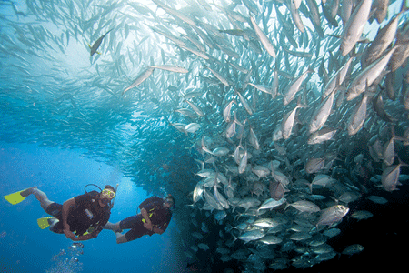 PADI DIVEMASTER 